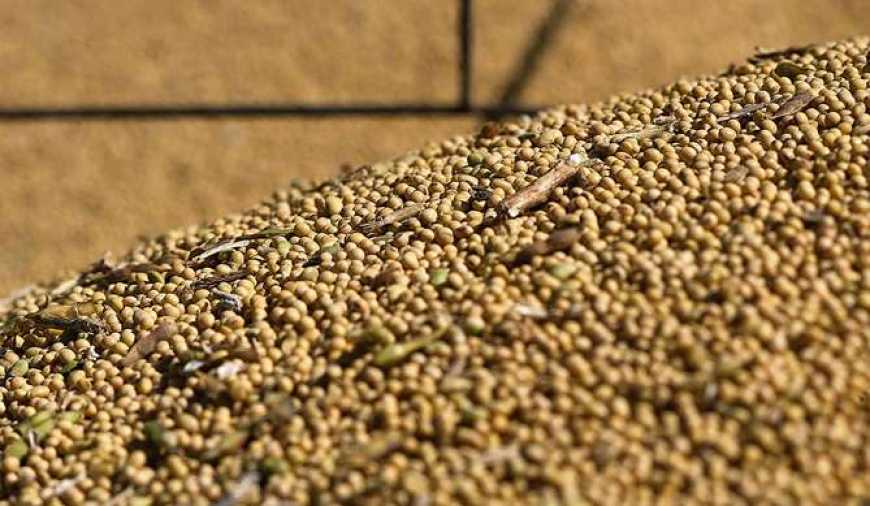 Світовий ринок зерна: попит і пропозиція