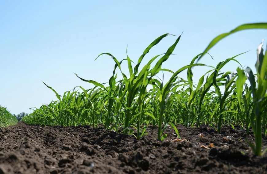 Посівні площі під кукурудзою в Україні збільшаться майже на 17% – прогноз