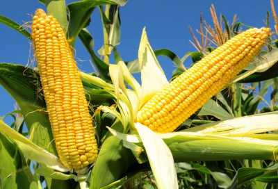 Кукурудза та пшениця продовжують дорожчати