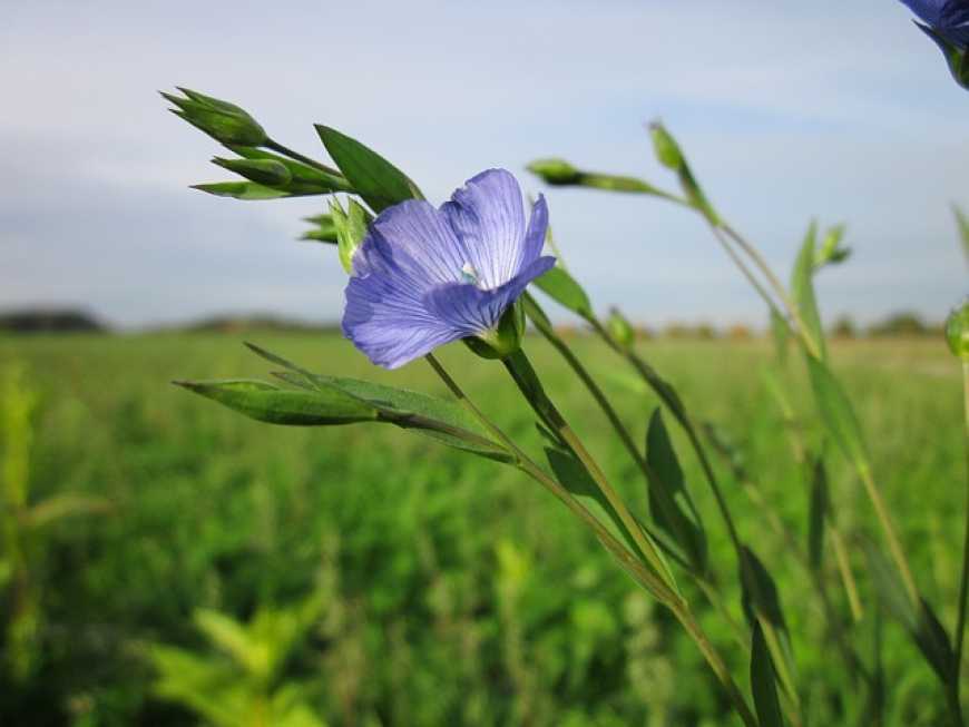 В Україні прогнозується зниження урожаю льону на 10-15%