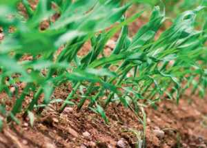 Ґрунтові гербіциди: правила внесення під сходи ярих зернових культур