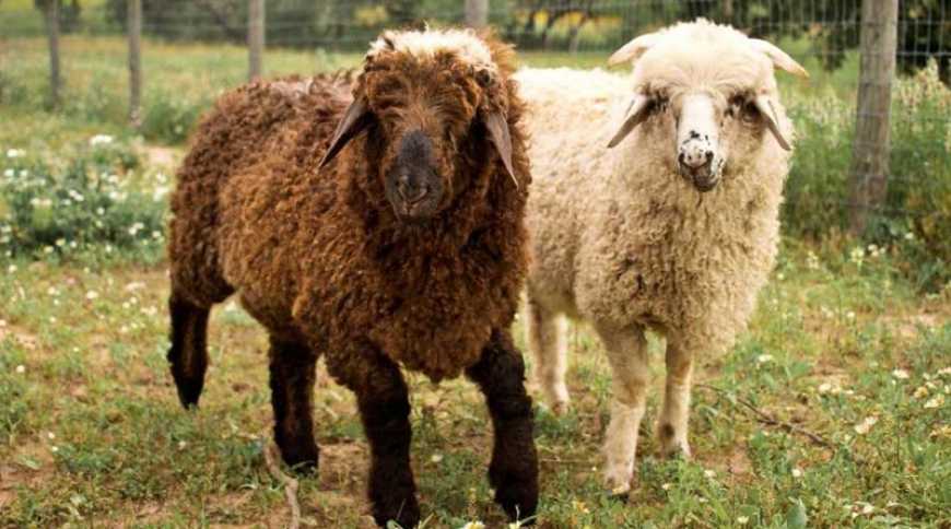 На Півдні України вирощують овець стародавньої породи