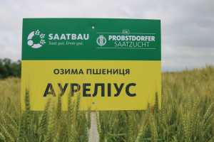 Озима пшениця SAATBAU PROBSTDORFER припала до смаку українським хліборобам