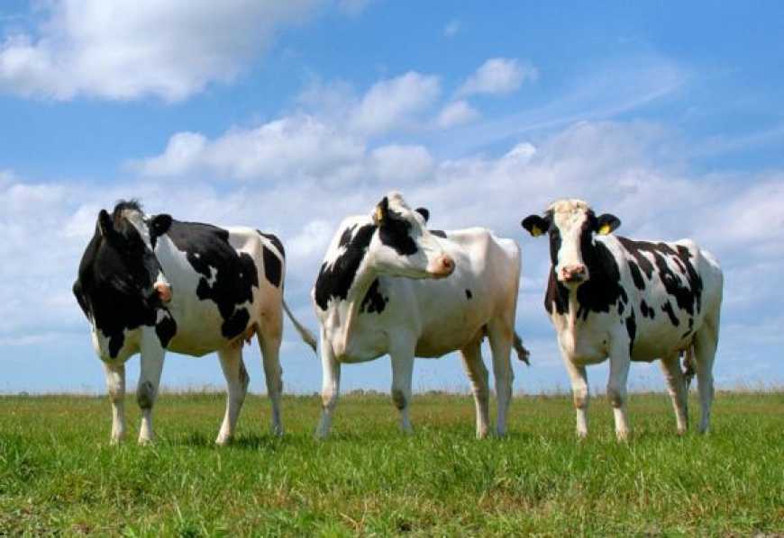В Україні майже на 7% скоротилась кількість великої рогатої худоби