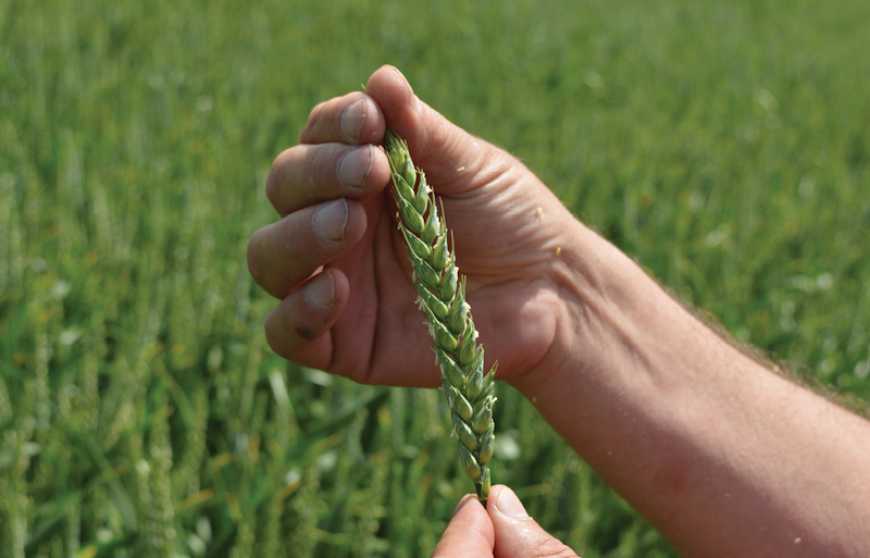 В Україні зупинено дію ключових стандартів у сфері зерна та зернопродуктів, – ЄБА