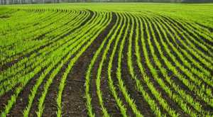 Що робити зі зрідженими посівами озимої пшениці навесні