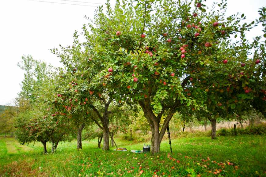 Осінь — відповідальна пора для фруктового саду