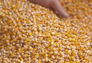 Особливості сушіння зерна кукурудзи, зібраного взимку