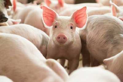 У наступному році KSG Agro планує оновити свинопоголів’я, – Сергій Касьянов