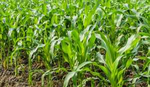 Як агрофірма «Колос» нарощує українську селекцію кукурудзи