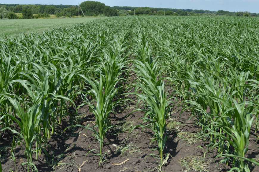 «Самміт-Агро Юкрейн»: захист для формування доброго врожаю кукурудзи — 2023