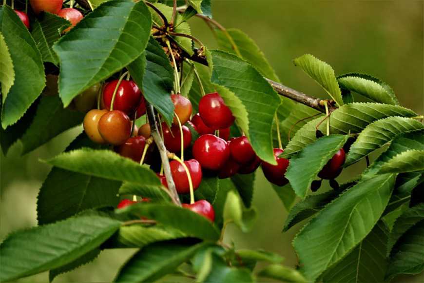 «Уманська фруктова компанія» висадить 5 тисяч саджанців черешні