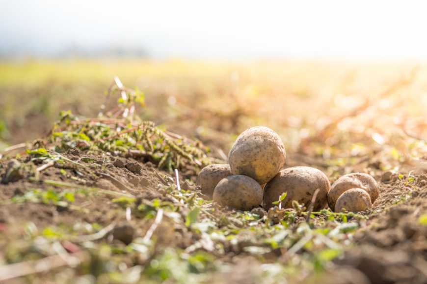Ооспороз — причина різкого зниження або повної втрати схожості насіннєвих бульб картоплі