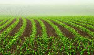 Ріст і розвиток кукурудзи під впливом обробітку ґрунту та удобрення в Степу України