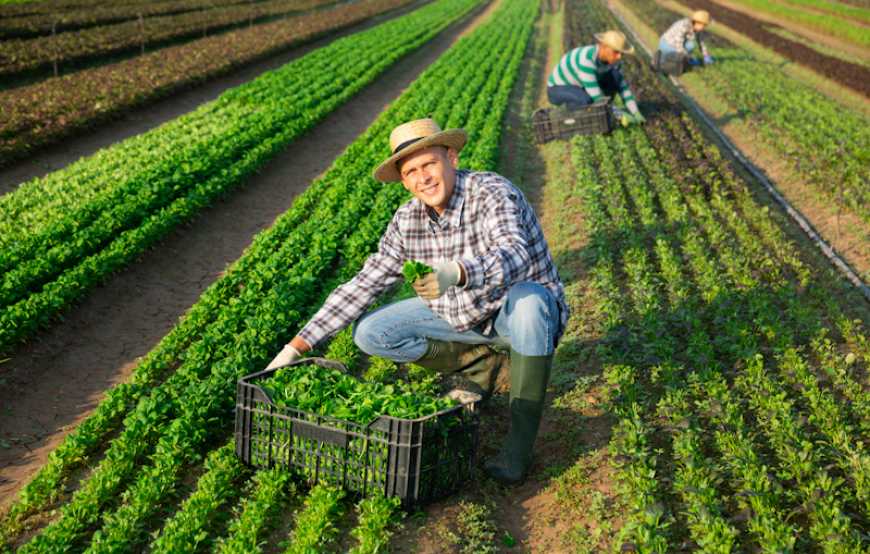 Близько 85% світової продукції виробляють фермерські господарства