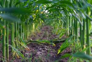 Оптимальний термін сівби кукурудзи