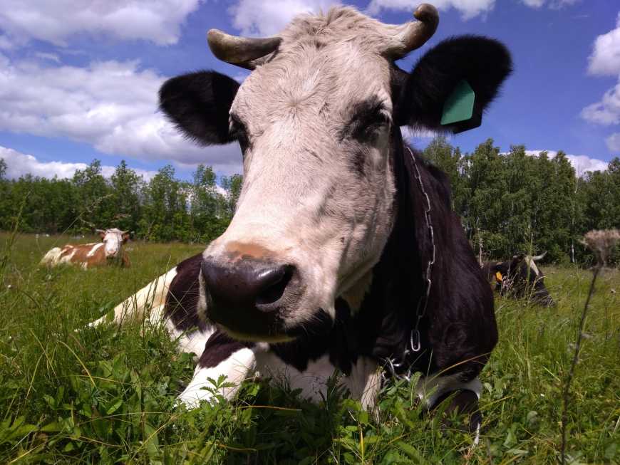 В Україні за рік чисельність корів збільшилася лише на підприємствах Закарпаття та Тернопільщини