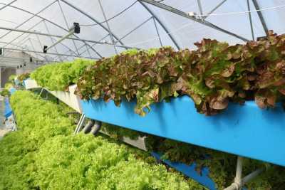 На Київщині на вертикальній фермі вирощують зелень методом аеропоніки