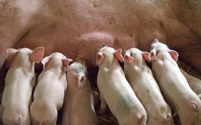 Рівень адаптації та продуктивне довголіття свиноматок