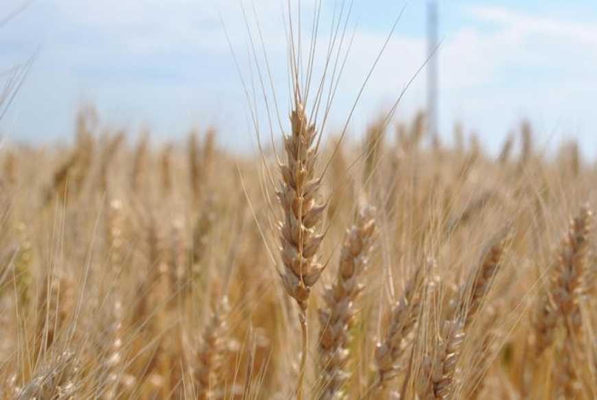 Врожай-2018: на полях вже обмолотили 26,5 мільйонів тонн зерна