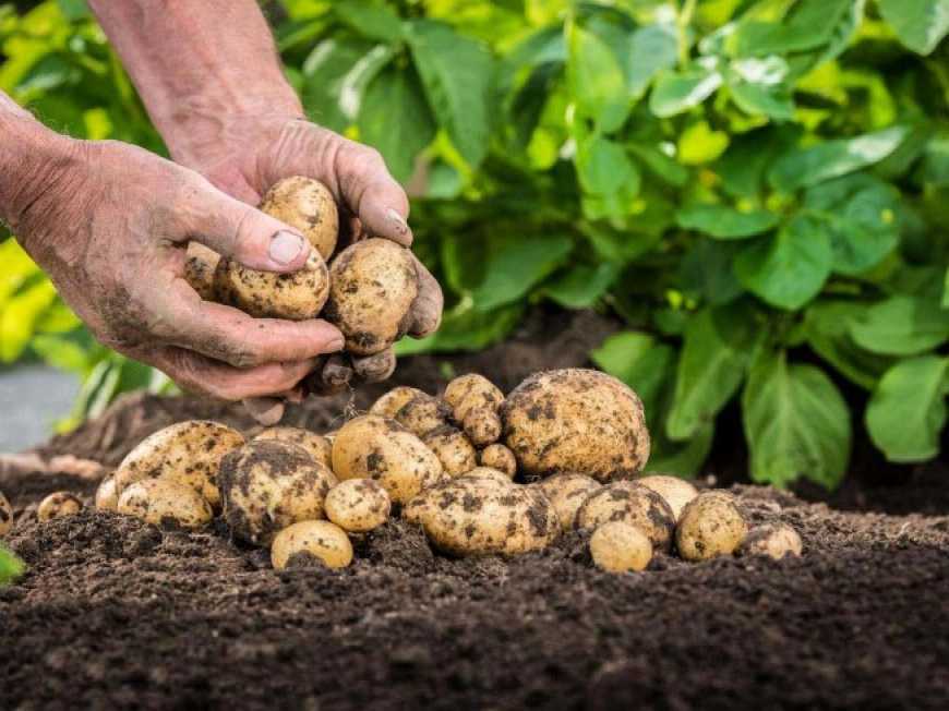 В Україні дешевшає молода картопля
