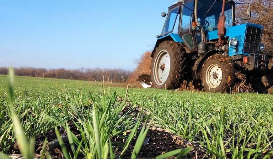 Осіння посівна-2021: українські аграрії посіяли 60% озимих