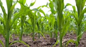 Кукурудза в монокультурі: за і проти