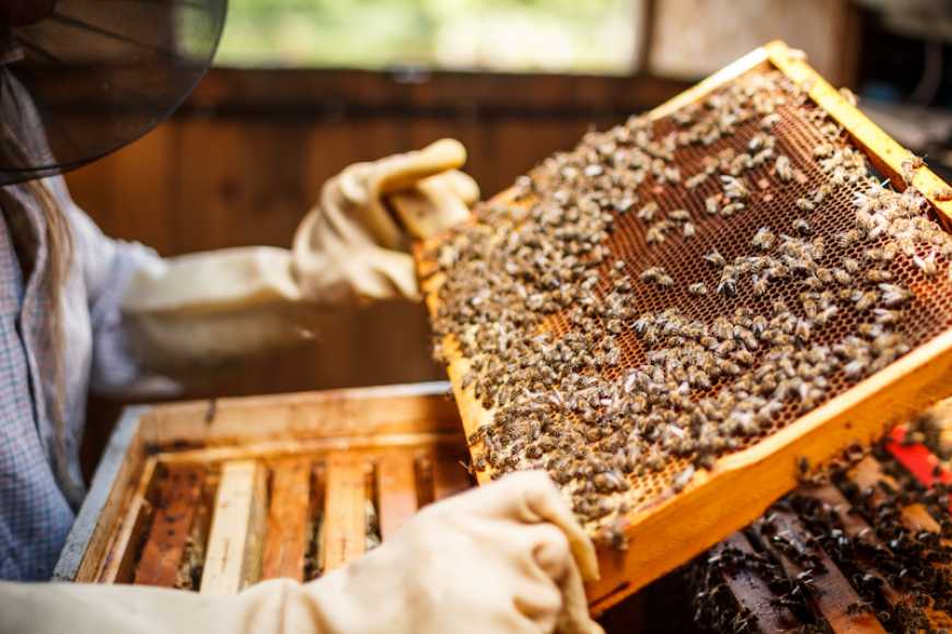 В Україні створили проєкт «Належна бджільницька практика»
