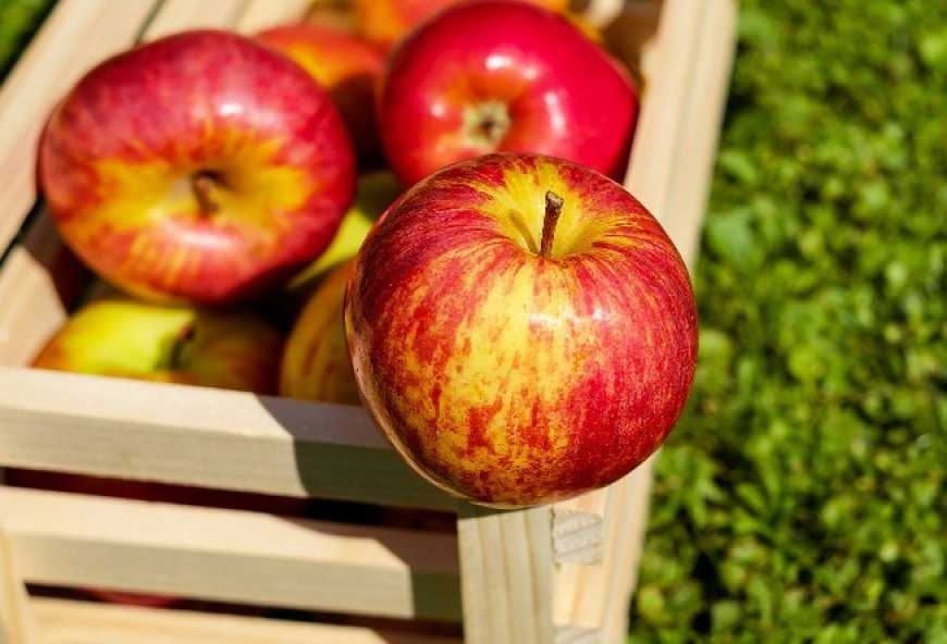 В Україні дешевшають ранні яблука