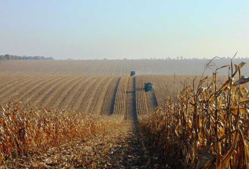 Жнива-2021: агровиробники 10 областей розпочали збирання кукурудзи