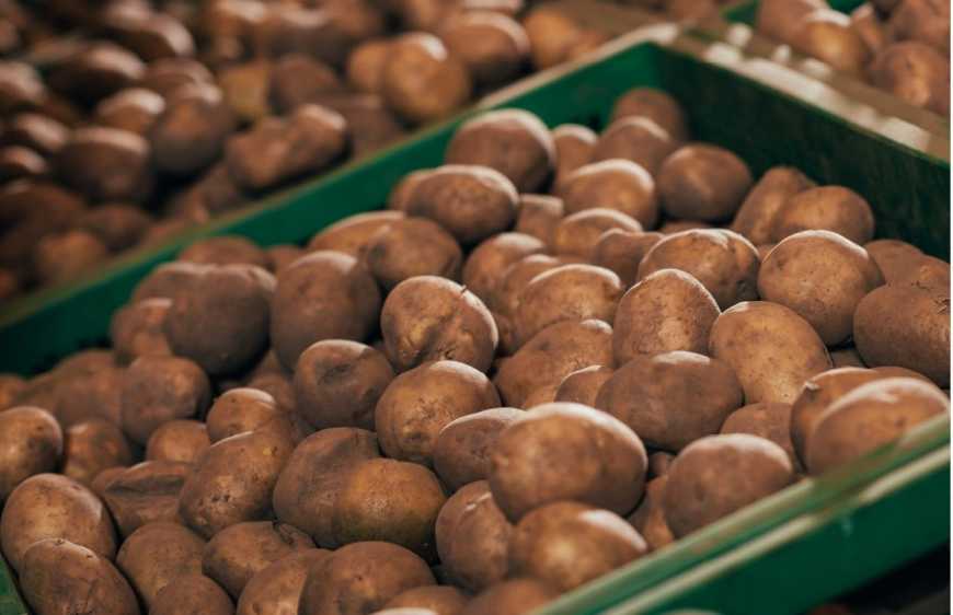 За період зберігання картопля в Україні подешевшала в 1,5 рази
