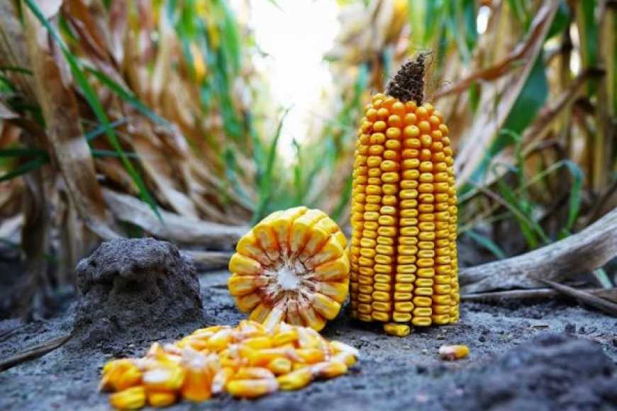 Торік Україна збільшила обсяги експорту насіннєвої кукурудзи