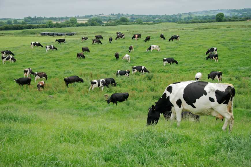 Проблеми молочного скотарства та шляхи їх подолання в аграрному секторі Буковини