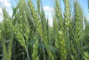 Біологічний захист посівів озимої пшениці