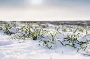 Найбільш небезпечні хвороби пшениці озимої в зимово-весняний період