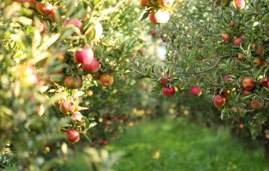 На Вінниччині знищать близько 3 тис. га яблуневих садів