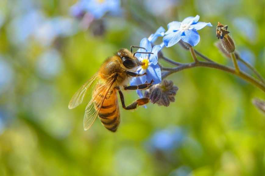 Міні-заказник для диких бджіл на полі допоможе отримати гарний урожай, – науковець
