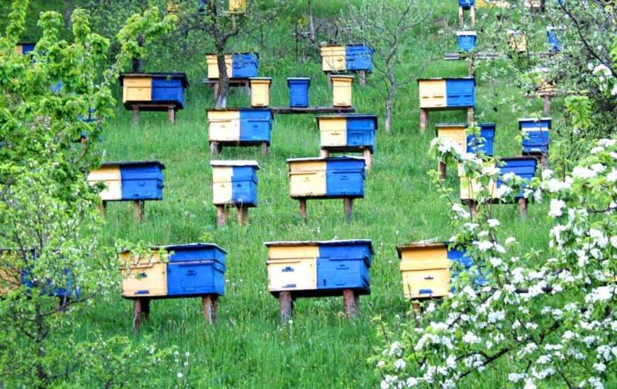 В Україні озвучили програми дотацій галузі бджільництва