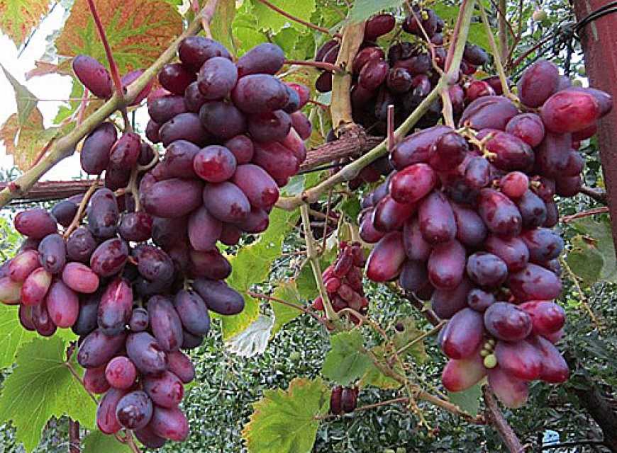Виноград подешевшав в два рази в порівнянні з минулим роком
