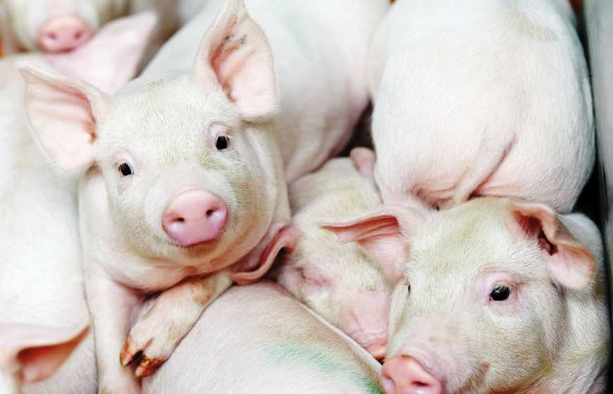 Середня ціна закупівлі на живих свиней знизилася на 2%