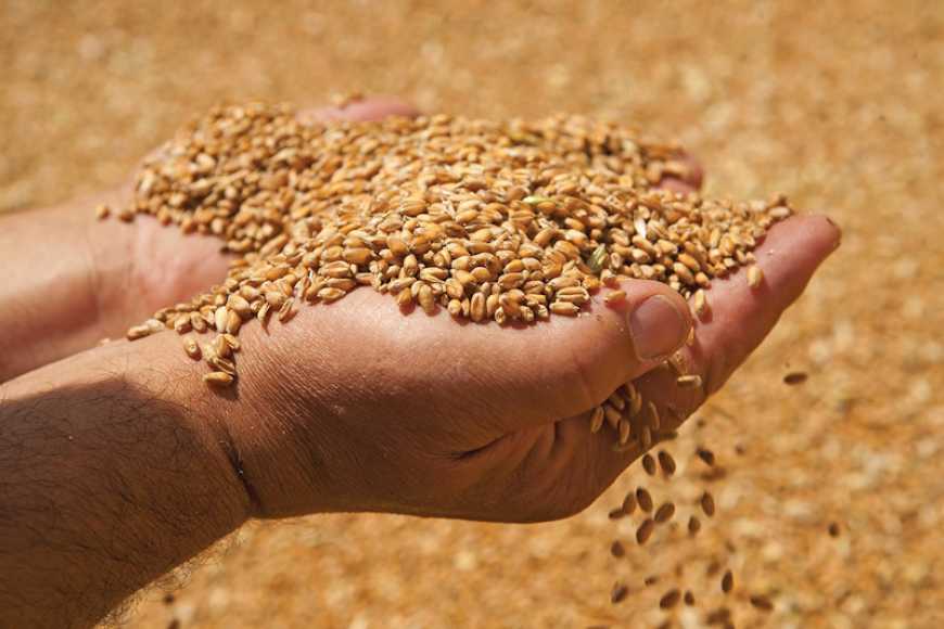 Світовий попит на українське зерно зростає, – Качка