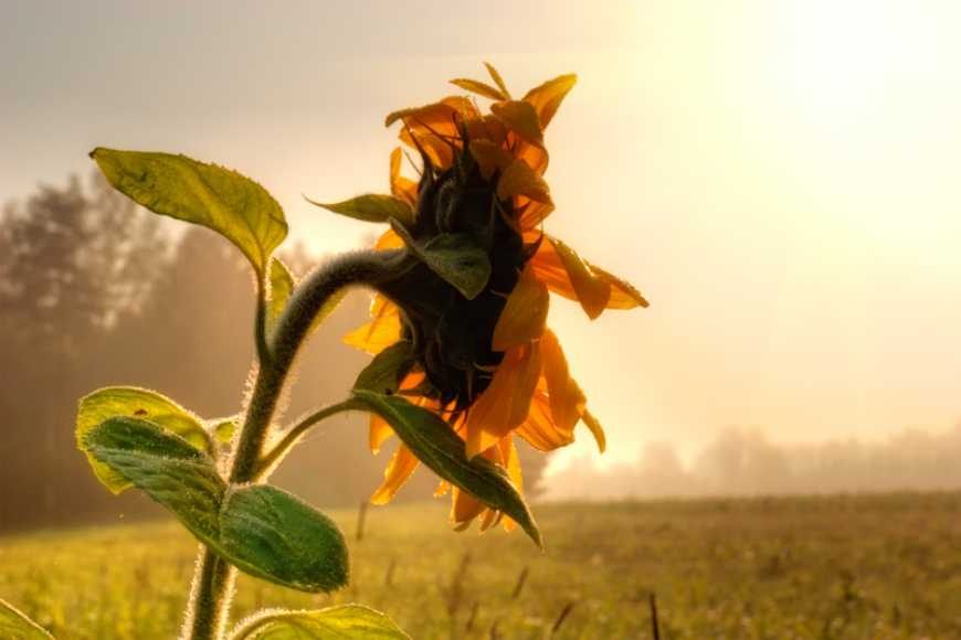 Вплив біопрепаратів на ріст і розвиток рослин соняшнику в північному Степу України
