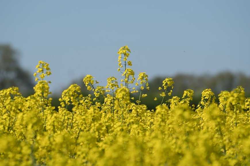 Стан посівів сільгоспкультур в Україні оцінюється як добрий та задовільний