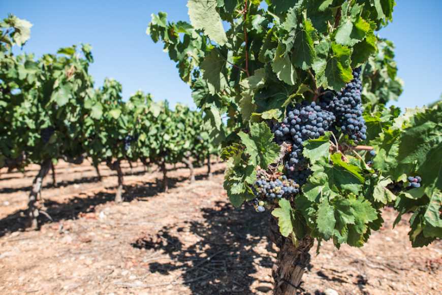 Індустрія виноградарства і винопереробки