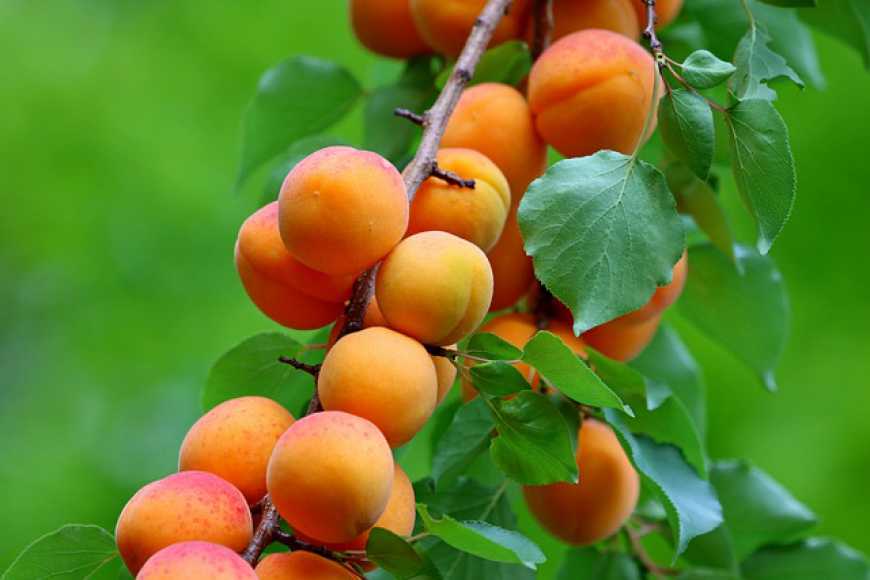 Фермер з Тернопільщини вивів нові сорти абрикос