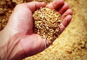 Чи відповідає нормам ДСТУ 3768:2019 Пшениця: технічні умови