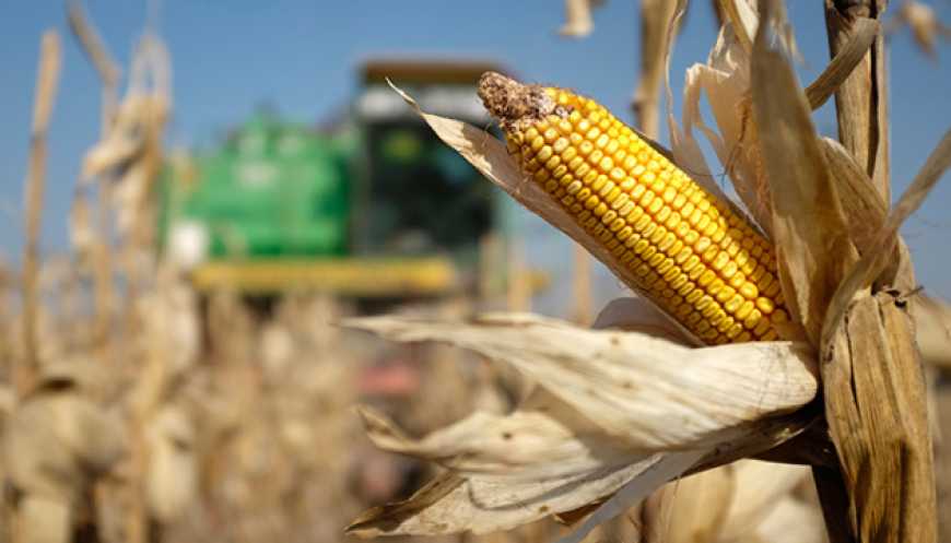 USDA знизило прогноз світового виробництва кукурудзи майже на 9 млн тонн