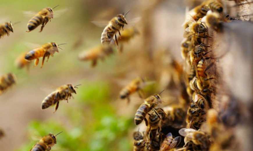 Основну загрозу бджільництву несуть зміни клімату, – експерт