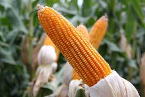 Контроль гібридності насіння кукурудзи