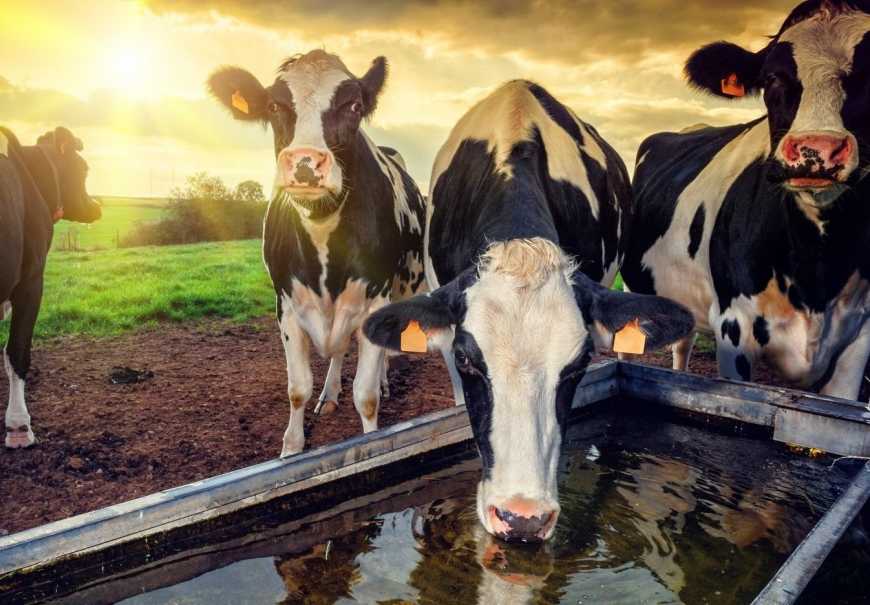 У Тернопільській області виявили сказ серед домашньої худоби